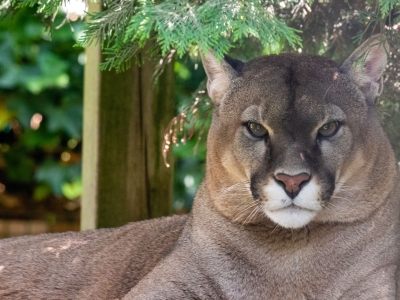 Poema - De Zonnegloed - Dierenpark - Dieren opvangcentrum - Sanctuary